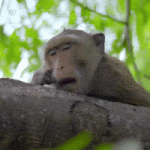Tired.gif