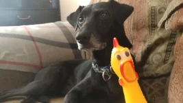 Boopers rubber chicken.webp Boopers rubber chicken.webp