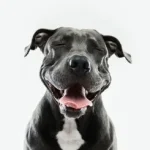pitbull-dog-portrait-with-human-expression.webp