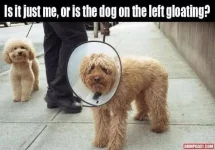 gloating dog.webp