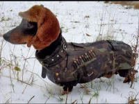 turtle dudes dog.webp