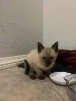 New Cat.webp