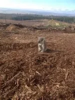 koala.webp