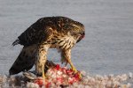 ajan0926157goshawk.jpg