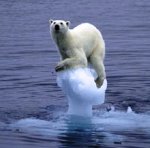 polar-bear-on-ice.jpg
