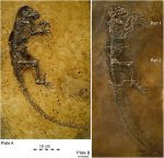 ida_fossil_pictures.jpg