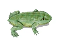 Triadobatrachus_BW.webp