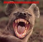 Laughing Hyena.jpg