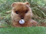 caddyshack-gopher.jpg