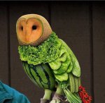 food owl.jpg