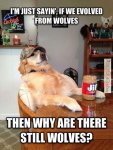 Dog-memes-If-We-Evolved-From-Wolves.jpg