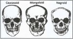 Skulls by Species.jpg Skulls by Species.jpg