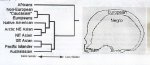 skulls 1.jpg skulls 1.jpg