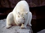 Polar Bear Facepalm.jpg