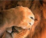 Lion-Doing-Facepalm-436x360.jpg