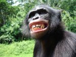 Bonobo-5.jpg