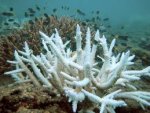 coral_bleaching.jpg