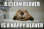 fb - clean beaver.jpg