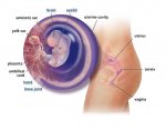 fetal-development-week-8.jpg