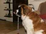 st bernard.jpg