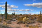 cholla-tonemapped.jpg