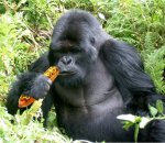 gorilla eating hot dog.jpg