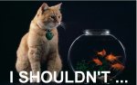 cat and fishbowl.jpg