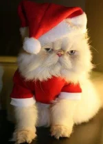 cat.webp
