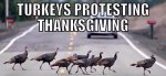 Turkeys.jpg