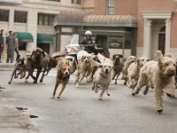 dog come running.webp