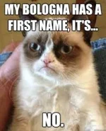 Baloney Cat no.webp