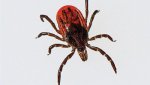 black-legged-tick_si.jpg