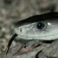 Diminuendo