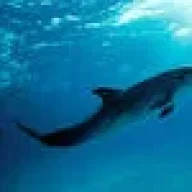 Dolphin