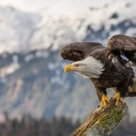Eagle_Eye