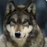 ConWolf