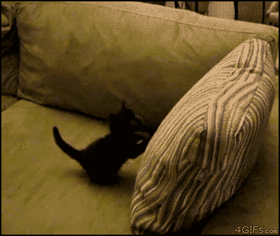 tumblr_lxrpkvxqXy1r8cvzdo1_400.gif