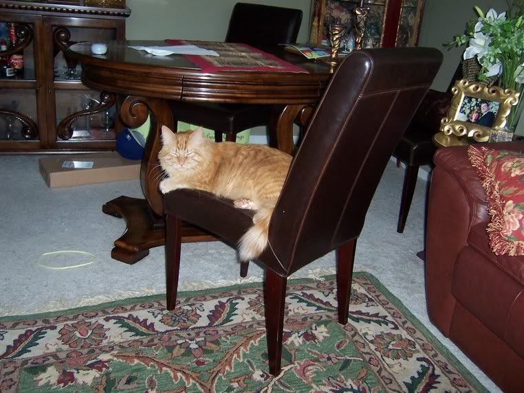 cat.jpg