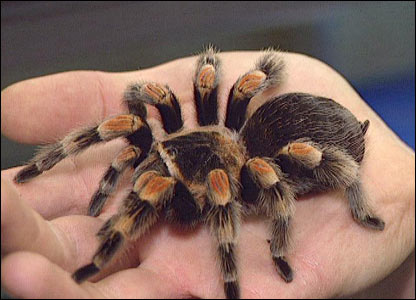 6EF_tarantula.jpg
