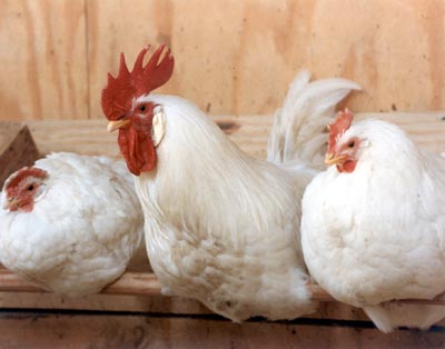chickens-roosting.jpg