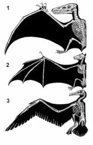 biologydictionary.net