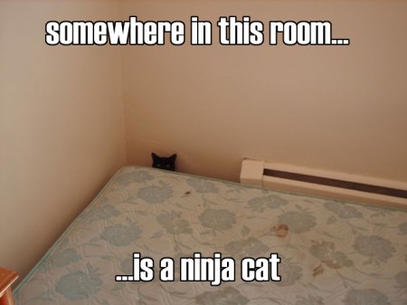 cccccat.jpg