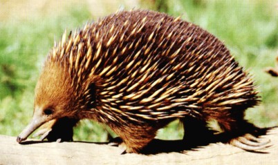 5791d1176892764-show-us-a-picture-of-your-pet-echidna.jpg