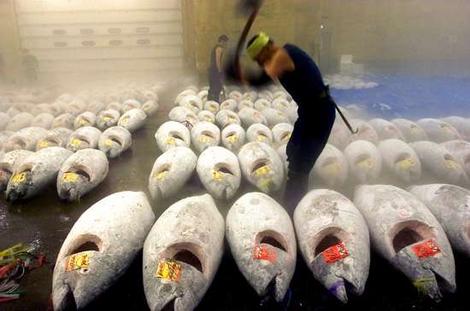 bluefin-tuna1.jpg