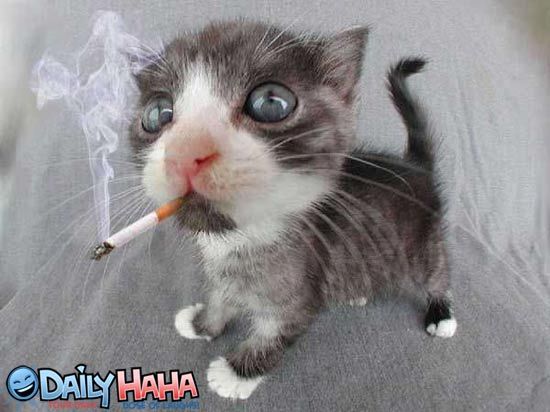 kitten_smoking.jpg