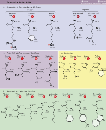440px-Amino_Acids.svg.png