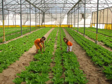 GazaGreenhouse01.jpg