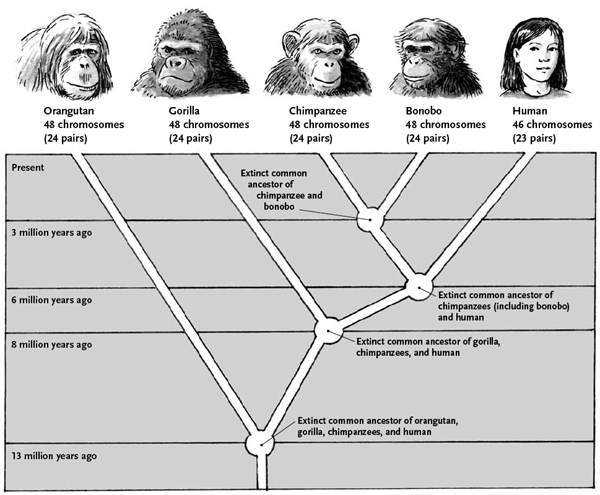 human-evolution-simple-chart.gif