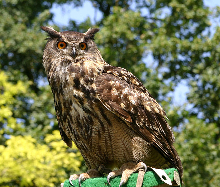 Eurasian_Eagle_Owl.jpg