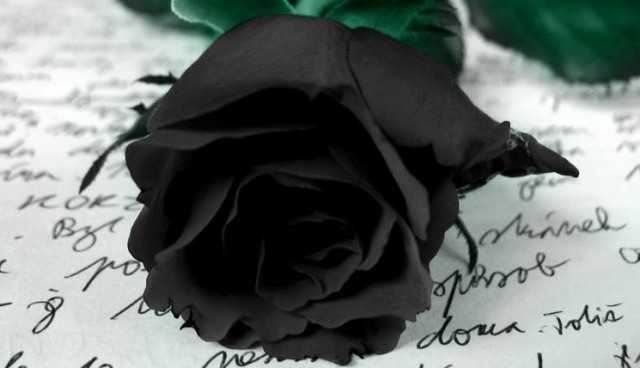 Black_Rose_by_Ketmara.jpg